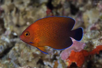 Centropyge ferrugatus (Pas cüce melek)