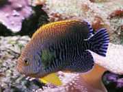 Centropyge potteri Kızıl Deniz Meleği