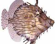 Chaetoderma penicilligera Süslü