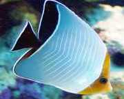 Chaetodon larvatus Maskeli papillon balığı
