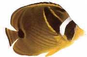 Chaetodon lunula Çizgili chétodon