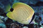 Chaetodon miliaris Limon kurabiye
