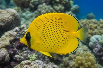 Chaetodon miliaris (Limon kurabiye)