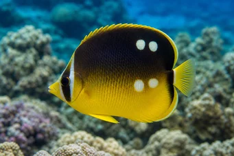 Chaetodon quadrimaculatus (Dört nokta)