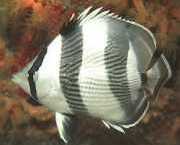 Chaetodon striatus Zebra veya çapraz