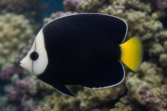 Chaetodontoplus melanosoma Kahverengi melek