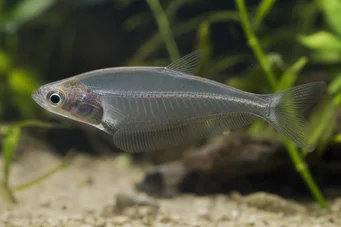 Chanda ranga (Bardak balığı)