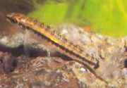 Characidium brevirostre Kısa -düğümlü karakterdium