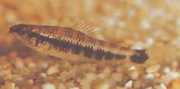 Characidium fasciatum Chargendium büyülenmiş
