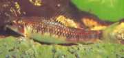 Characidium sp. C. purpuratum Chargentidium sp. C. Purpratum