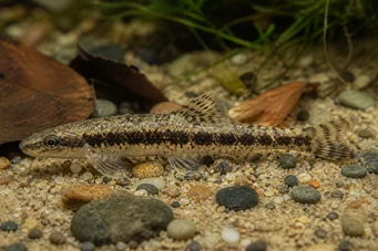 Characidium steindachneri (Benekli tetrager)