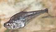 Charax gibbosus Bump Cam Tetra, Charax Gibbeux