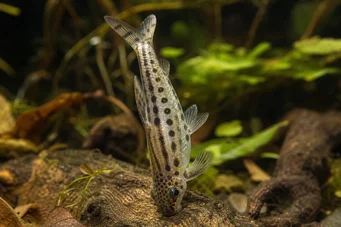 Chilodus punctatus (Başaşağı)