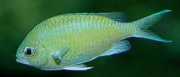 Chromis caerulea Yeşil krom
