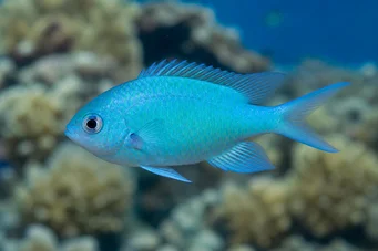 Chromis caerulea (Yeşil krom)