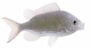 Chromis chromis Castagnol