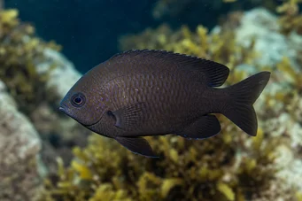 Chromis chromis Castagnol