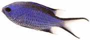 Chromis cyanea Mavi genç bayan