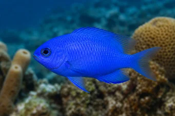 Chromis cyanea (Mavi genç bayan)