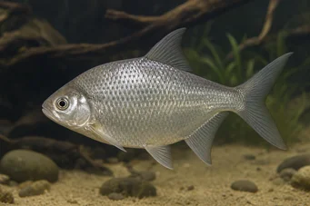 Citharinus congicus (Kongo Citharine)