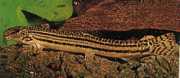 Cobitis taenia Loche Nehri