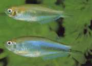 Coelurichthys microlepis Küçük ölçekli Tetra Crutor, Barberos