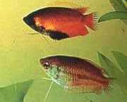 Colisa chuna Chuna paketleri