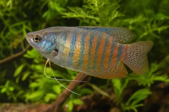 Colisa fasciata Dev paket
