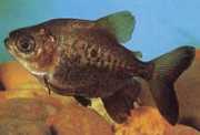 Colossoma macropomum Black Pacou, Dev Pacou, Gamitana