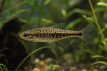 Copeina guttata (Kırmızımlı copéina)