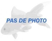 Copella arnoldi Chargin Droser