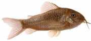 Corydoras aeneus Metalik Corydoras