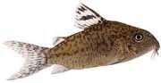 Corydoras elegans Silahlı Corydoras