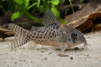 Corydoras latus (Yansıma ile Corydoras)