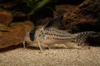 Corydoras melanistius Corydoras, ekskavatör, temizlik bayan