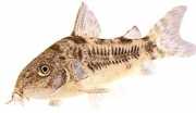 Corydoras paleatus Biberli