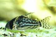 Corydoras schwartzi Beş grupla Corydoras