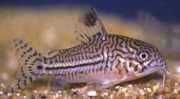 Corydoras trilineatus Üç -Band Corydoras