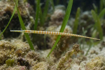 Corythoichthys flavofasciastus (Sarı Bandefish Balık)