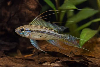 Crenicara filamentosa (Izgara çiklit)