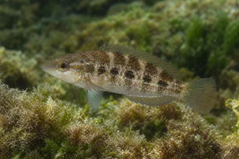 Crenilabrus quinquemaculatus Beş -Band