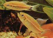 Crenuchus spilurus Kaudal lekeli crenuchus, tetra-parlatıcı