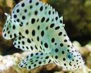 Cromileptes altivelis Mérou à hautes voiles