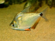 Ctenobrycon spilurus hauxwellianus High Sırtlı Chargin