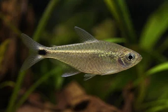 Ctenobrycon spilurus hauxwellianus (High Sırtlı Chargin)
