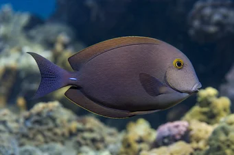 Ctenochaetus strigosus (Kole)