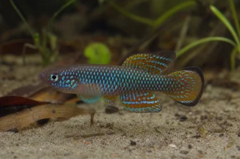 Cynolebias bellottii (Arjantin İnci Cynolebias)