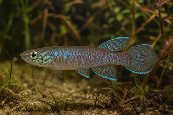 Cynolebias bokermani
