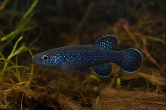 Cynolebias nigripinnis (Siyah yüzgeçlerle Arjantinli İnci)