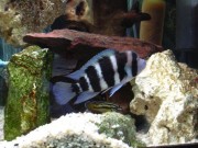 Cyphotilapia frontosa blue zaire moba Frontosa mavi zaire moba